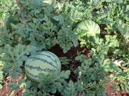 Buah semangka hasil Poktan SANJOKER (Dok.pribadi)