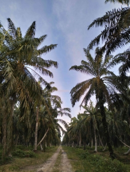 Kondisi pertanaman kelapa sawit (dokumentasi pribadi, 2o23)