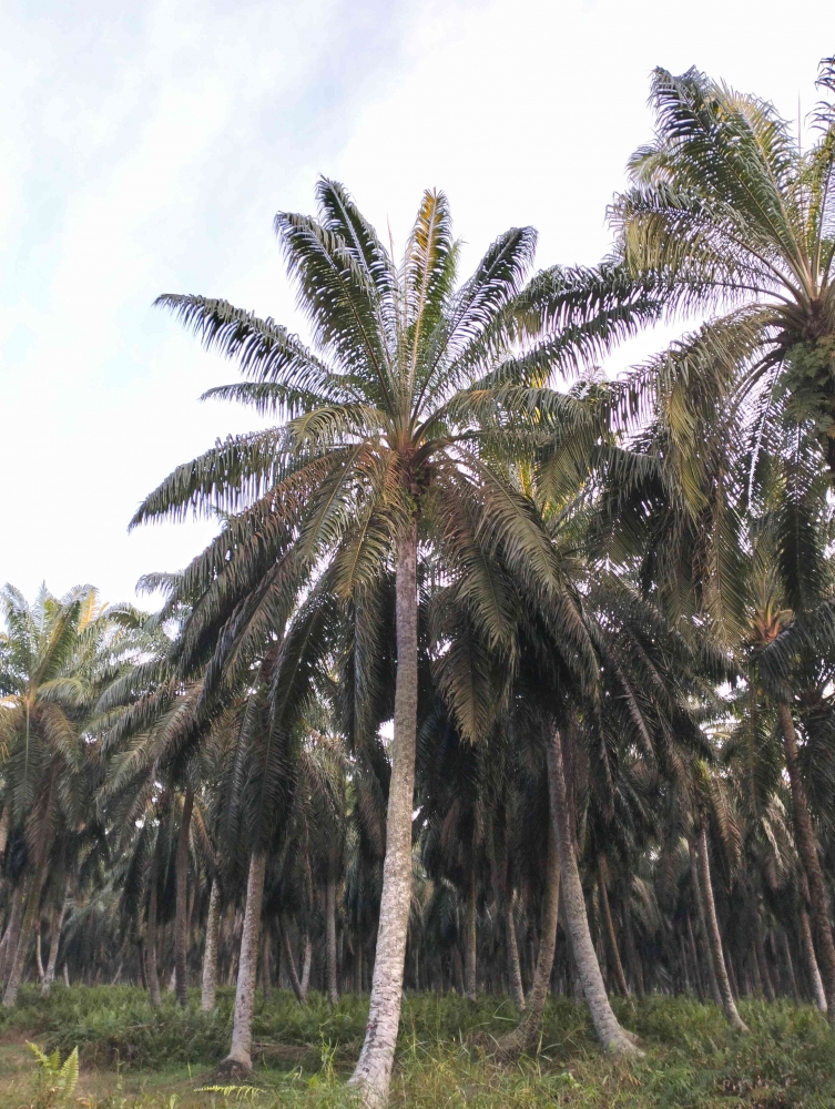 Morfologi tanaman kelapa sawit (dokumentasi pribadi, 2023)