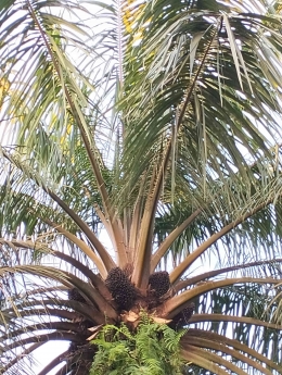 Tampilan buah pada batang tanaman kelapa sawit (dokumentasi pribadi, 2023)