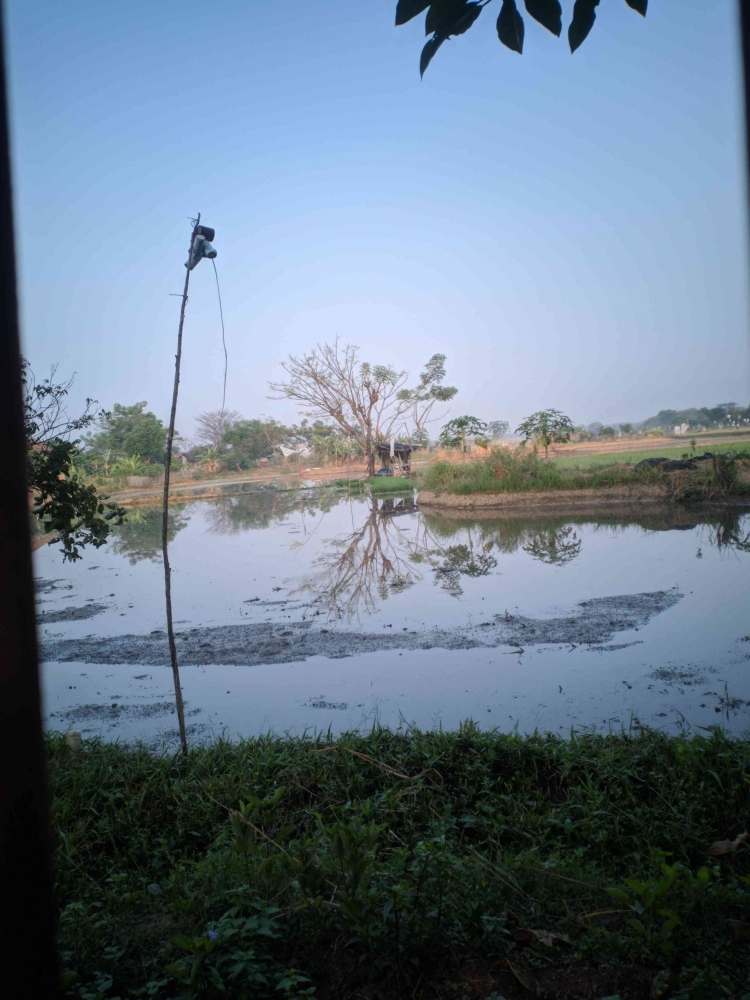 Bayangan pohon (Dok Pribadi)