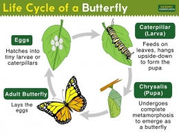 Ilustrasi teks yang dikembangkan berdasarkan kerangka teks explanation. Sumber:https://www.butterflyidentification.com/