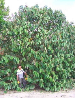 Pohon Lai (Dokumentasi pribadi)