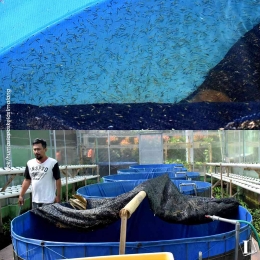 Kembangkan Puluhan Ribu Bibit Ikan Koi di Lapas Kelas I Malang | dok.humas