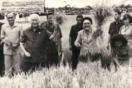 Presiden Soeharto dan Ibu Tien Soeharto mengangkat seikat tanaman padi saat menghadiri panen raya di lokasi transmigrasi Tanah Miring III, Kab. Manokwari, Irian Jaya, Sabtu (7/5/1994). Sumber: Antara/Kompas.com