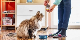Cats have specific dietary needs. Experts recommend nutritionally balanced (CasarsaGuru / Getty Images) 