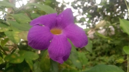 Bunga Viola odorata, sumber: Dokpri