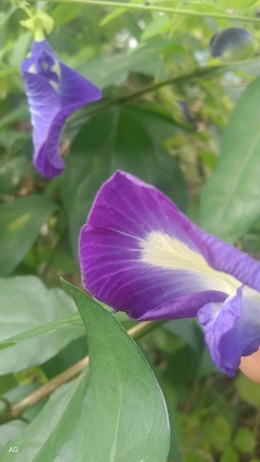 Bunga Viola odorata/Ki Teleng, Sumber: Dokpri 