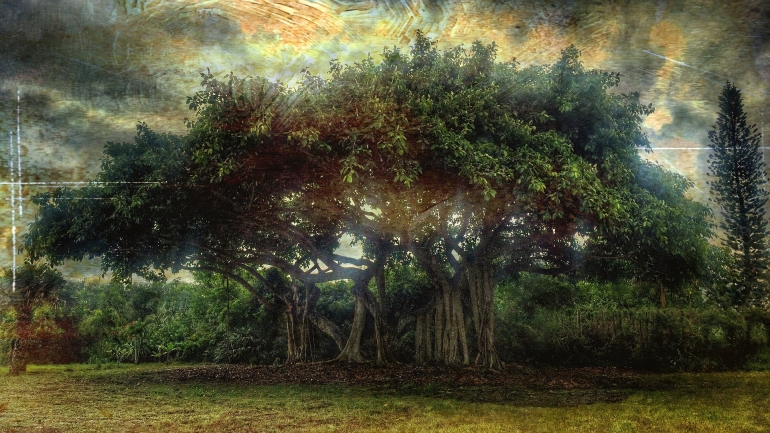 ilustrasi pohon beringin. (sumber: pixabay.com/Dona Omanoff)