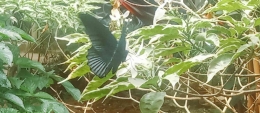 Kupu-kupu Vantablack Banten, sumber: Dokpri