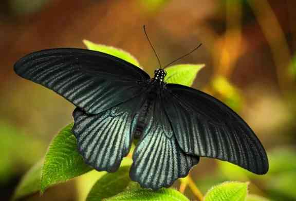Papilio Black Mamnon Sumber: https://id.depositphotos.com