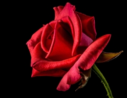 Sekuntum bunga mawar merah (pixabay.com)