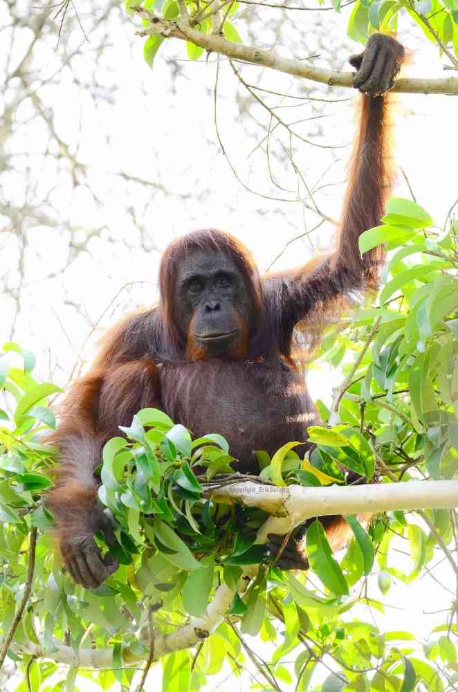 Orangutan yang sedang bersantai. (Foto dok : Erik Sulidra/Yayasan Palung)