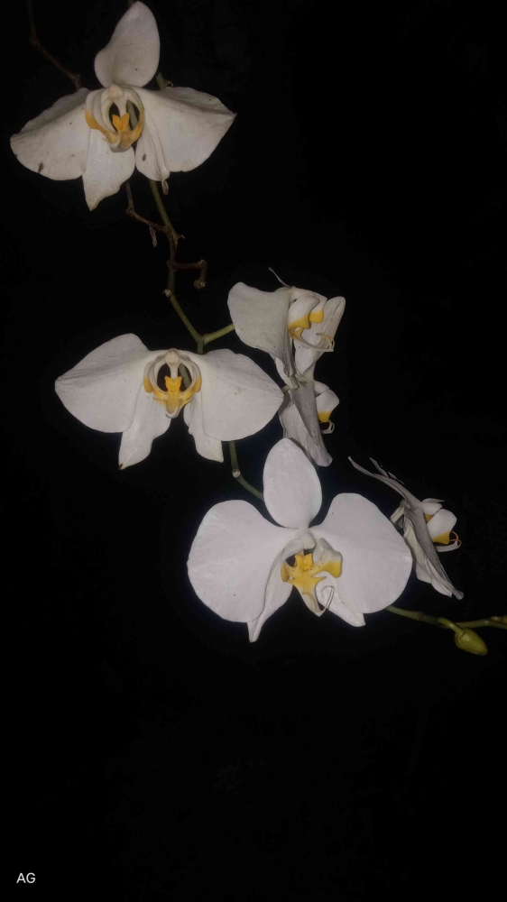 Foto Anggrek Bulan, sumber : Dokpri