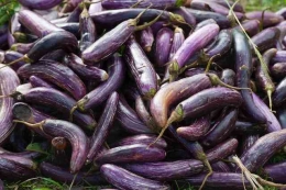 Cara menanam terong ungu (Pexels.com/Olexandr Vidvalnyi)