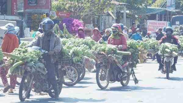 Ramai Ramai jual pisang Keprok harga sangat mahal di Vietnam ketika Imlek atau Tet : Foto via Xaluannews.com