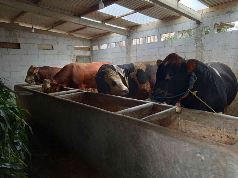Sapi Farm Peternakan Menjadi Potensi Unggulan Desa Siguci Kabupaten Batang ...