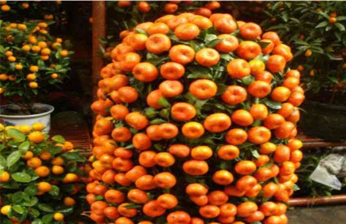 Kehadiran dan riasan jeruk Mandarin di tahun baru Imlek sering menjadi daya tarik tersendiri (dok foto: citraindonesia.id)
