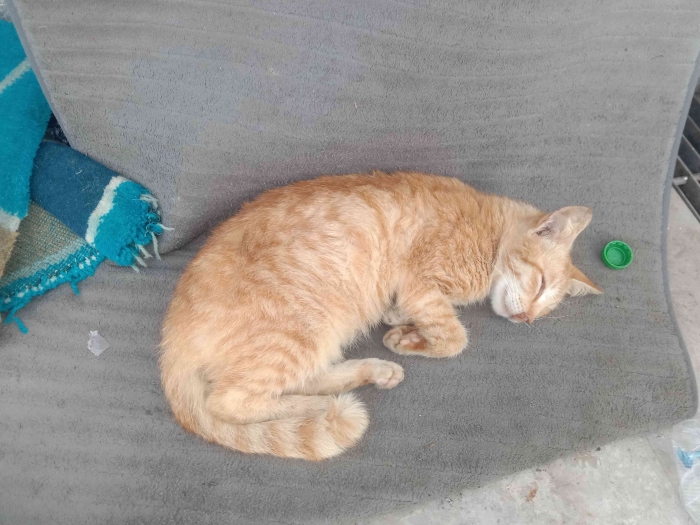 Puss meong lagi tidur/dokpri