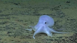 https://www.npr.org/sections/thetwo-way/2016/03/05/469317639/scientists-discover-remarkable-little-octopod-possibly-new-species