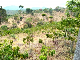 Dampak erosi kebun kopi menjandi tandus tanaman kopi banyak yang mati (doc.Rasna)