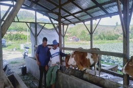 Peternakan lembu Bantuan Pemerintah di desa Cinta Rakyat Kabupaten Karo. Dokumen Pribadi