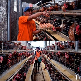Hasilnya Wow! Peternakan Ayam Petelur dan Pembesaran Lapas Kelas I Malang | dok. humas