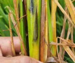 Ilustrasi tanaman padi yang terkena busuk leher. Foto by Plantix