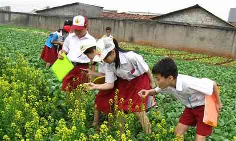 Siswa mengamati tumbuhan dalam penerapan model pembelajaran project learning (foto: naradascshool)