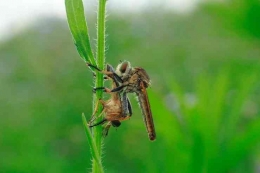 Robberfly sedang makan (Dokpri Encep Nurdin)