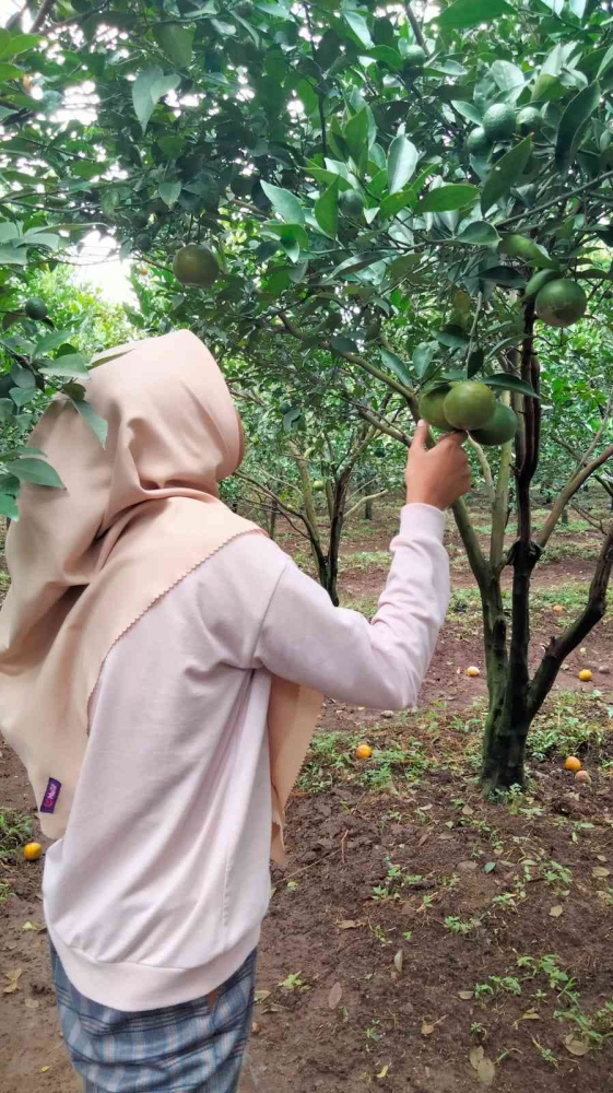 membantu petani memanen jeruk, Mahasiswa KKM 11 UIN Malang sangat antusias. Dokpri
