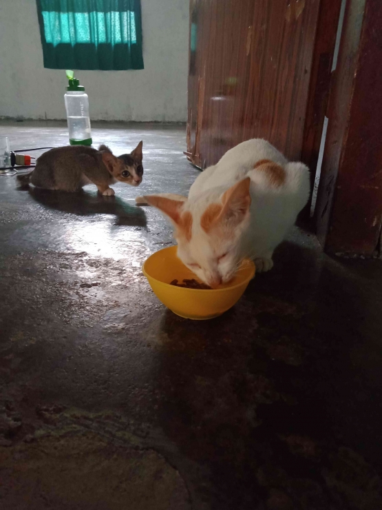 OKI mengamati kucing terlantar yang masih numpang makan. Sumber: dokumentasi pribadi.