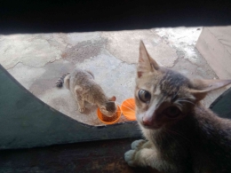 OKI mengamati kucing terlantar dari kaca dinding yang pecah. Sumber: dokumentasi pribadi.
