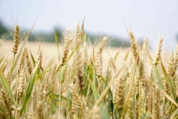ilustrasi pertanian (Pexels.com/Pixabay)