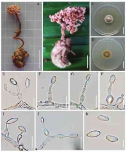 Ophiocordyceps hydrangea yang diisolasi dari nimfa Jangkrik. Sumber gambar : Zhou (2022)
