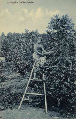 Buruh perempuan Jawa memetik kopi di Medan (circa 1910, Kleingrothe, C.J.). Sumber: Wikimedia Commons