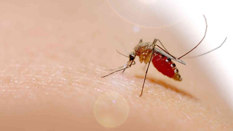 Ilustrasi nyamuk menghisap darah manusia. Sumber: Freepik/Canva