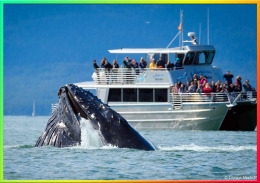 Whale Quest Shore Excursion Salah Satu Program Tour Favorit Di Alaska | Dok.Arsenalfund.org