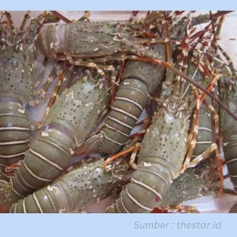 Lobster pasir | ilustrasi | Foto : thestar.id