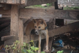 Anjing rabies yang sedang diamati oleh petugas kesehatan hewan di Kabupaten Dompu, Nusa Tenggara Barat (Sumber foto: ECTAD Indonesia)