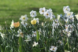 Bunga Narsis yang indah (Sumber: Pexels/Jess)