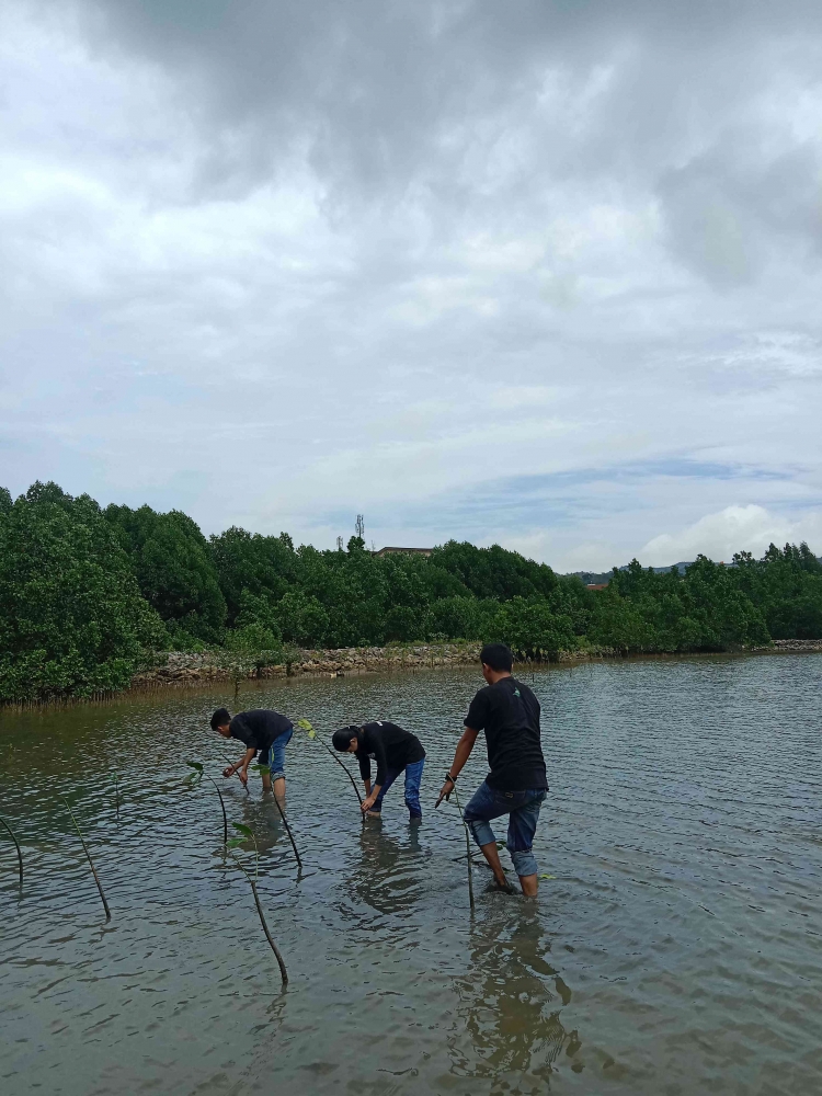 Proses Penanaman (Dokpri)