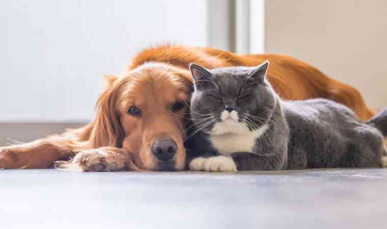 Anjing dan Kucing Berteman. (Sumber: Pintar Pet)