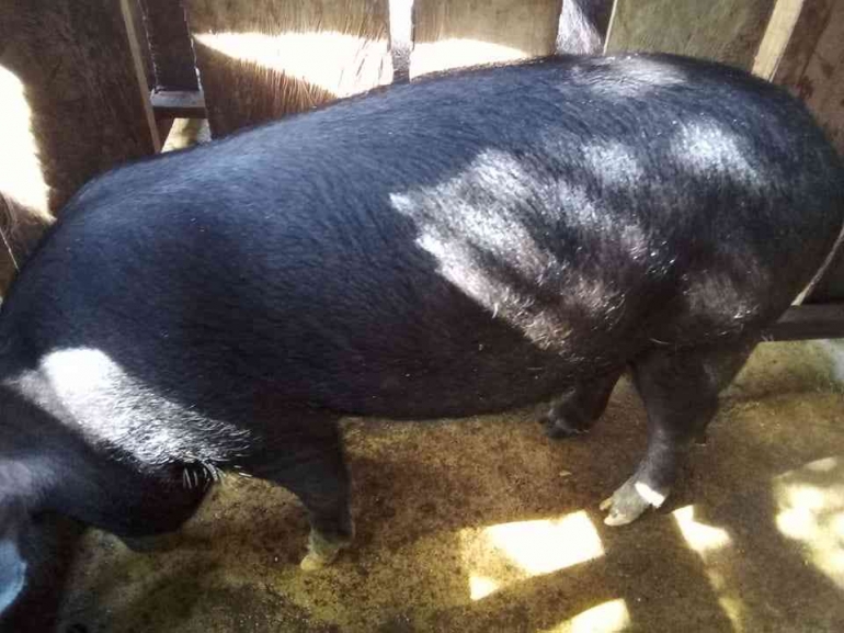babi (fopri)