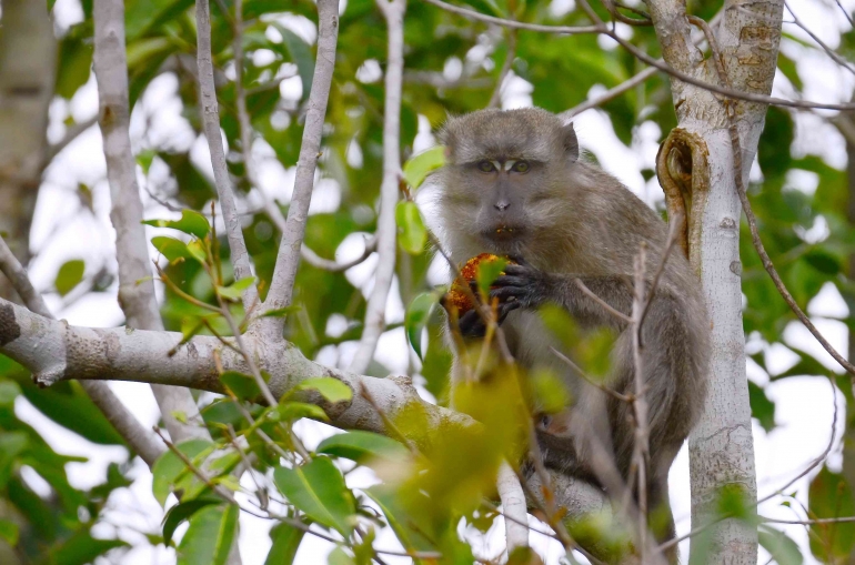Monpai (Macaca fascicularis) atau di Indonesia dikenal dengan nama Monyet Ekor Panjang. (Foto dok. Erik Sulidra/Yayasan Palung).