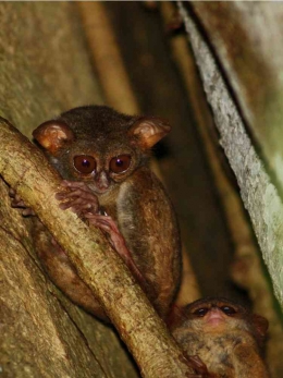Tangkasi, primata mungil (sumber:mongabay.co.id  Foto : A. Wijayanto)