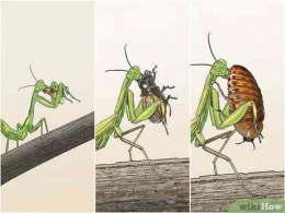 Begini si belalang sembah mencengkeram dan memangsa makanannya (dok foto: id.wikihow.com)