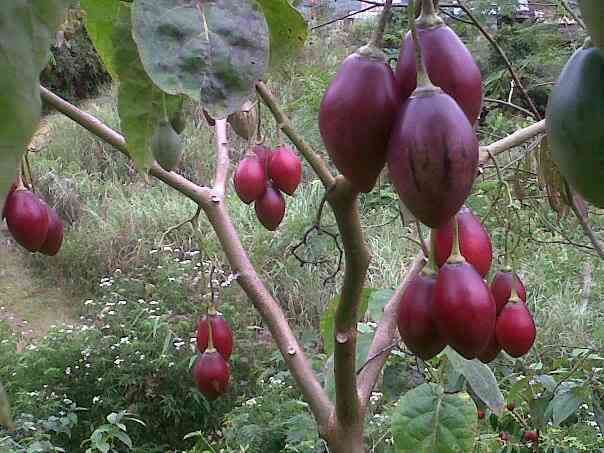 Pohon dan buah terong belanda (dok foto: jurnalasia.com)