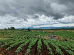 Petani Kentang di Food Estate Kabupaten Humbang Hasundutan. Sumber Foto: Sekretariat Jenderal Kementerian Pertanian.