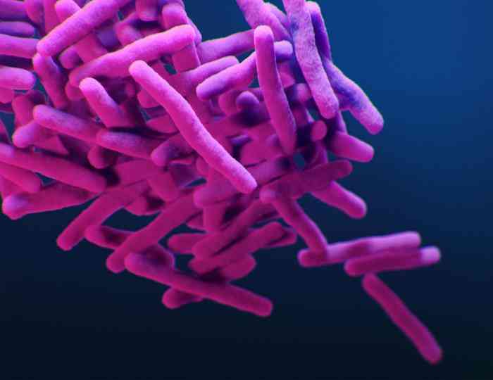 Bakteri Mycobacterium tuberculosis (Sumber foto: CDC)